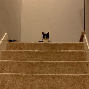 Meet your Posher, Minxuan